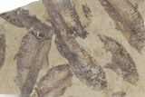 Fossil Fish (Gosiutichthys) Mortality Plate - Wyoming #357154-1
